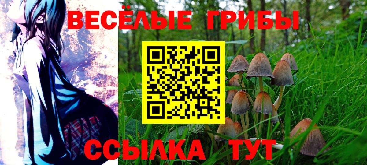 Саянск  Галлюциногенные грибы Psilocybe  Вход с VPN 